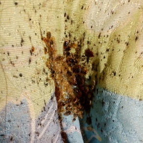 Уничтожение насекомых в Уссурийске (гостинка)