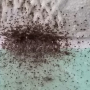 Уничтожение насекомых – Уссурийск