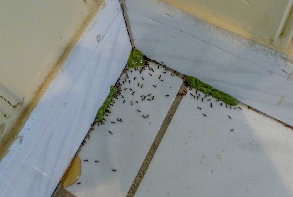 Обработка от муравьев в Уссурийске