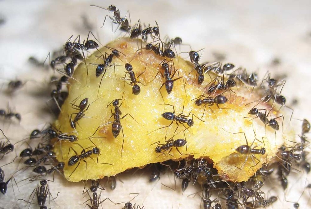 Уничтожение муравьев в квартире в Уссурийске