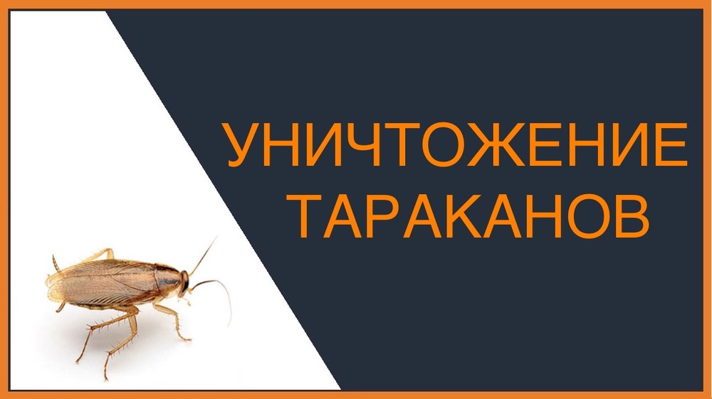 Уничтожение тараканов в Уссурийске